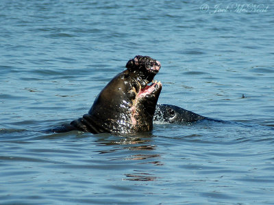 bull Elephant Seal's gross mouth