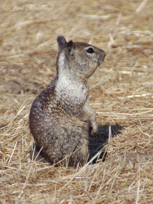 California Ground Squirrel