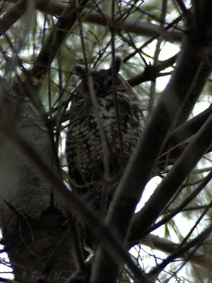 Long-eared Owl