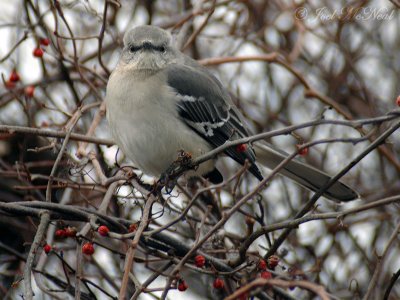 cross-eyed Northern Mockingbird: Essex Co., MA