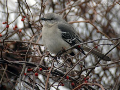 Northern Mockingbird: Essex Co., MA