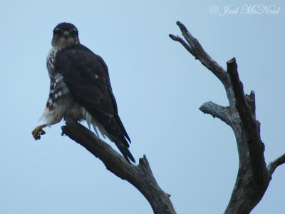 male Merlin does the hokey pokey