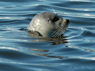 Harbor Seal