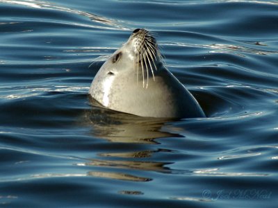 Harbor Seal