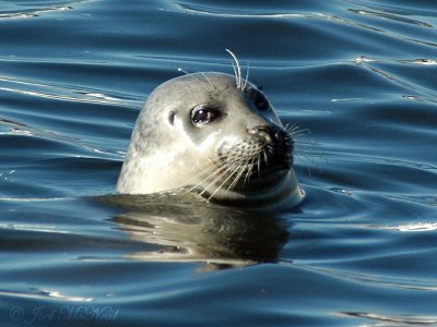 Harbor Seal