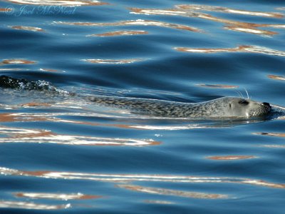 Harbor Seal