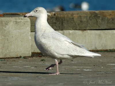 1st winter Glaucous Gull