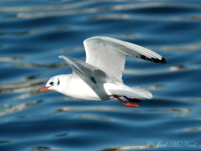 Black-headed Gull (winter adult)