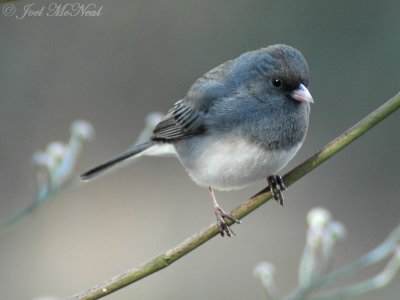 Dark-eyed Junco