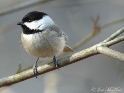 Chickadees & Titmice