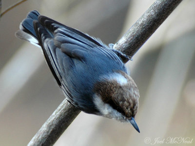 Brown-headed Nuthatch