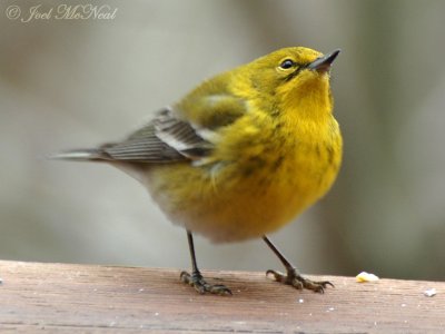 male Pine Warbler