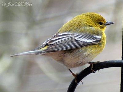 male Pine Warbler