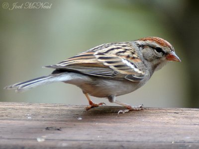 Chipping Sparrow (late winter)