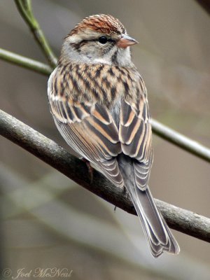 Chipping Sparrow (late winter)