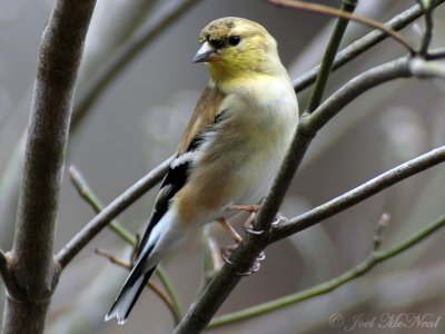 male American Goldfinch (winter)