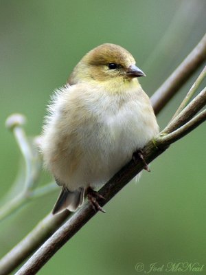 female American Goldfinch (winter)