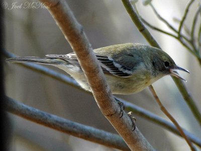 female Pine Warbler