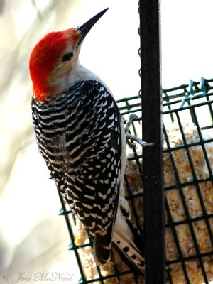 male Red-bellied Woodpecker