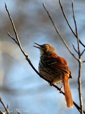 Brown Thrasher