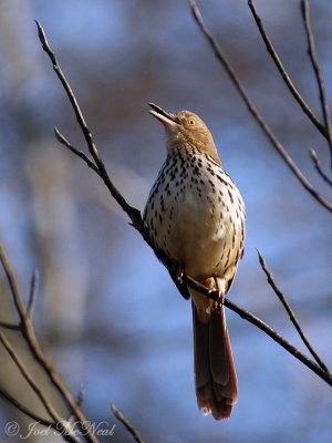 Brown Thrasher