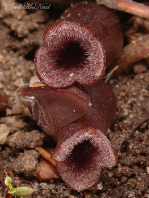 Little Brown Jugs: Hexastylis arifolium