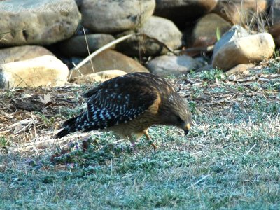 Red-shouldered Hawk eating earthworms