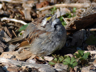 White-throated Sparrow sunbathing