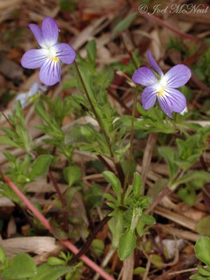 Field Pansy: Viola rafinesquii