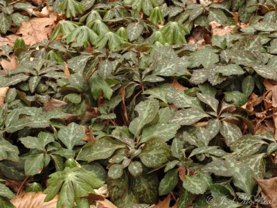 Allegheny Spurge: Pachysandra procumbens
