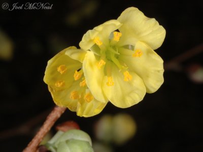 Winterhazel (Asia): Corylopsis pauciflora