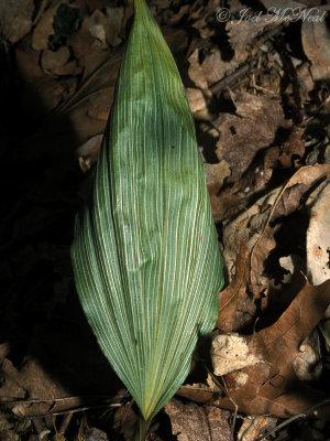 Puttyroot leaf: Aplectrum hyemale