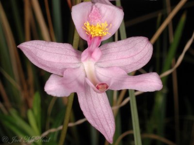Bearded Grass Pink: Calopogon barbatus