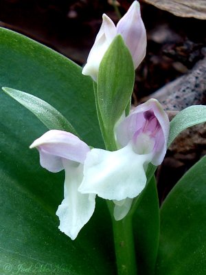 Showy Orchis: Galearis spectabilis