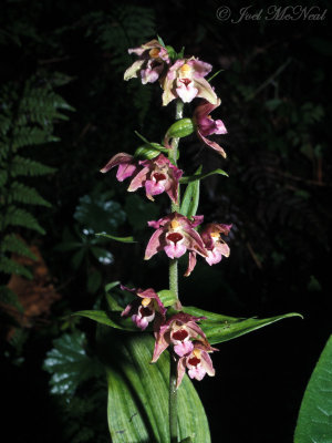 Hellebore Orchid (non-native): Epipactis helleborine