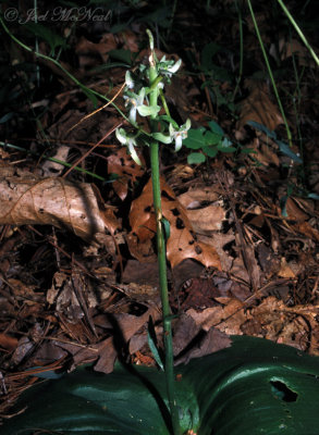 Round-leaved Orchis: Platanthera orbiculata
