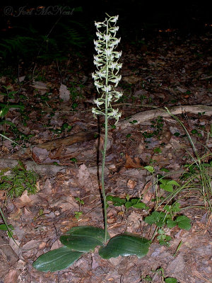 Round-leaved Orchis: Platanthera orbiculata