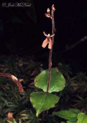 Kidneyleaf Twayblade: Listera smallii
