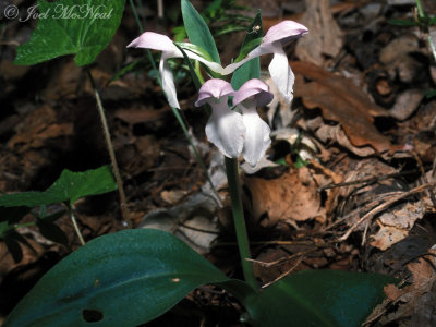 Showy Orchis: Galearis spectabilis