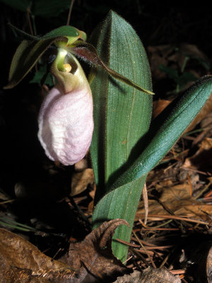 Pink Lady's Slipper: Cypripedium acaule (white form)
