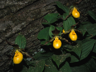 Yellow Lady's Slipper: Cypripedium pubescens