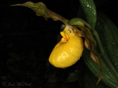 Yellow Lady's Slipper: Cypripedium pubescens