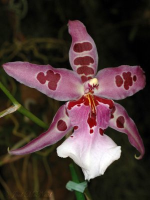 Bllra 'Peggy Ruth Carpenter'