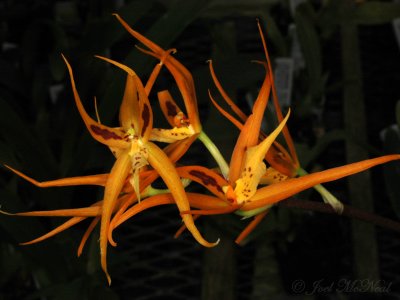 Brsda 'Orange Delight'