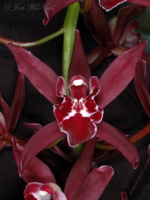 Cymbidium hybrid