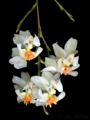 Oncidium 'Twinkle'