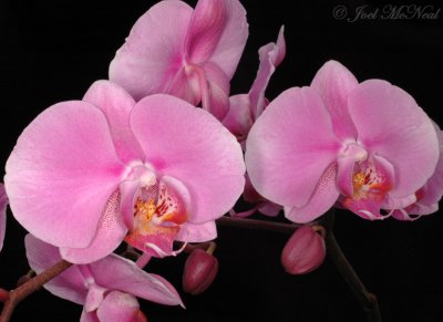 Hybrid orchids