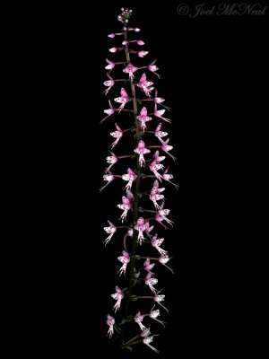 Stenoglottis  hybrid