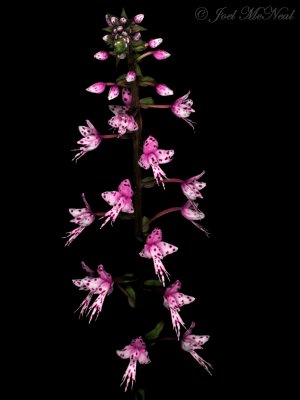 Stenoglottis  hybrid