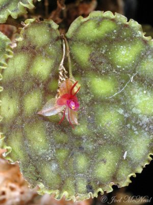 Lepanthes calodictyon